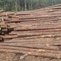 原木松木桩杆，3~4～5~6米，各种大小尾径规格欢迎来电