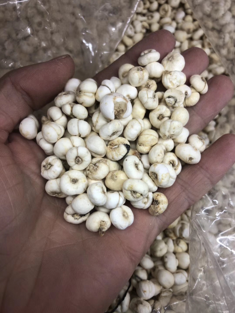 昌玉药材贝母小粒产地直销薄利多销好货