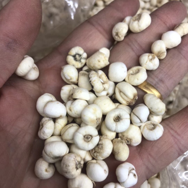 昌玉药材贝母小粒产地直销薄利多销好货