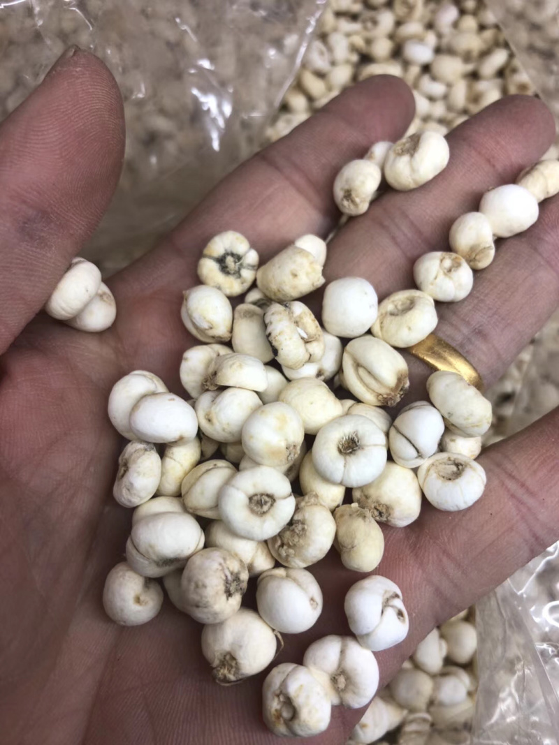 昌玉药材贝母小粒产地直销薄利多销好货