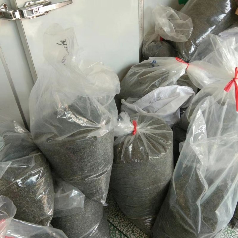 信阳毛尖，品茶时刻