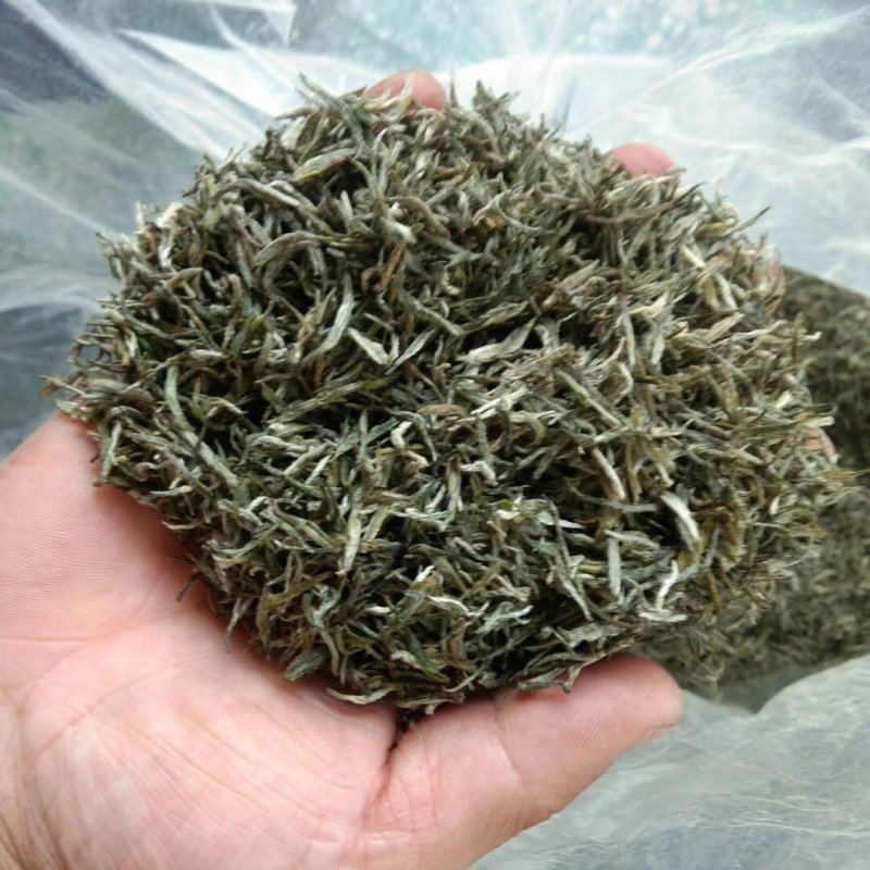 信阳毛尖，品茶时刻