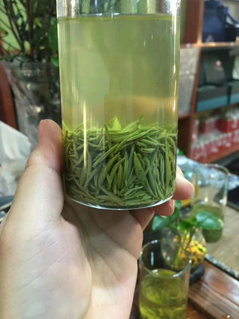 信阳毛尖，品茶时刻