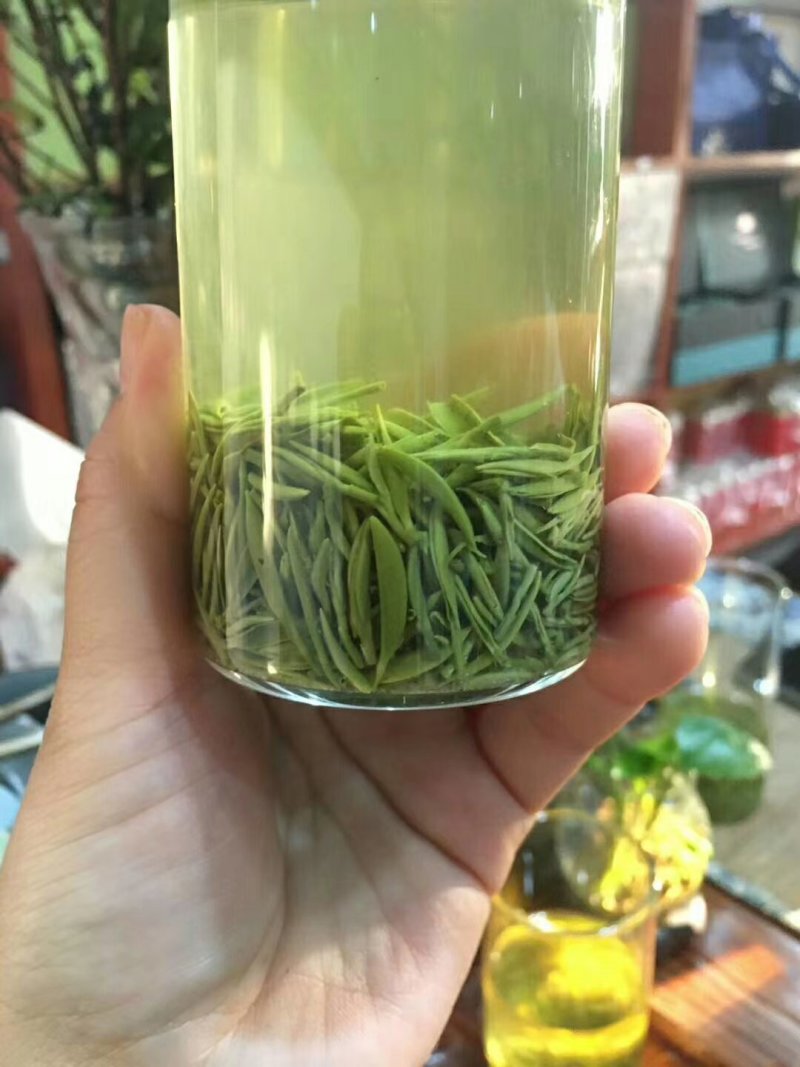 信阳毛尖，品茶时刻