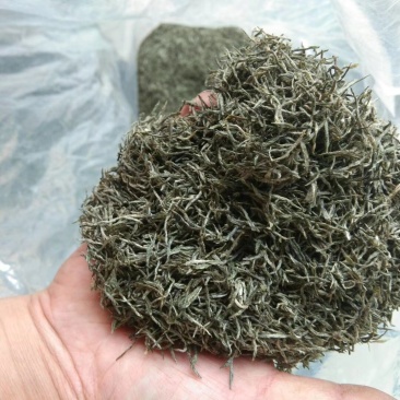 信阳毛尖，品茶时刻