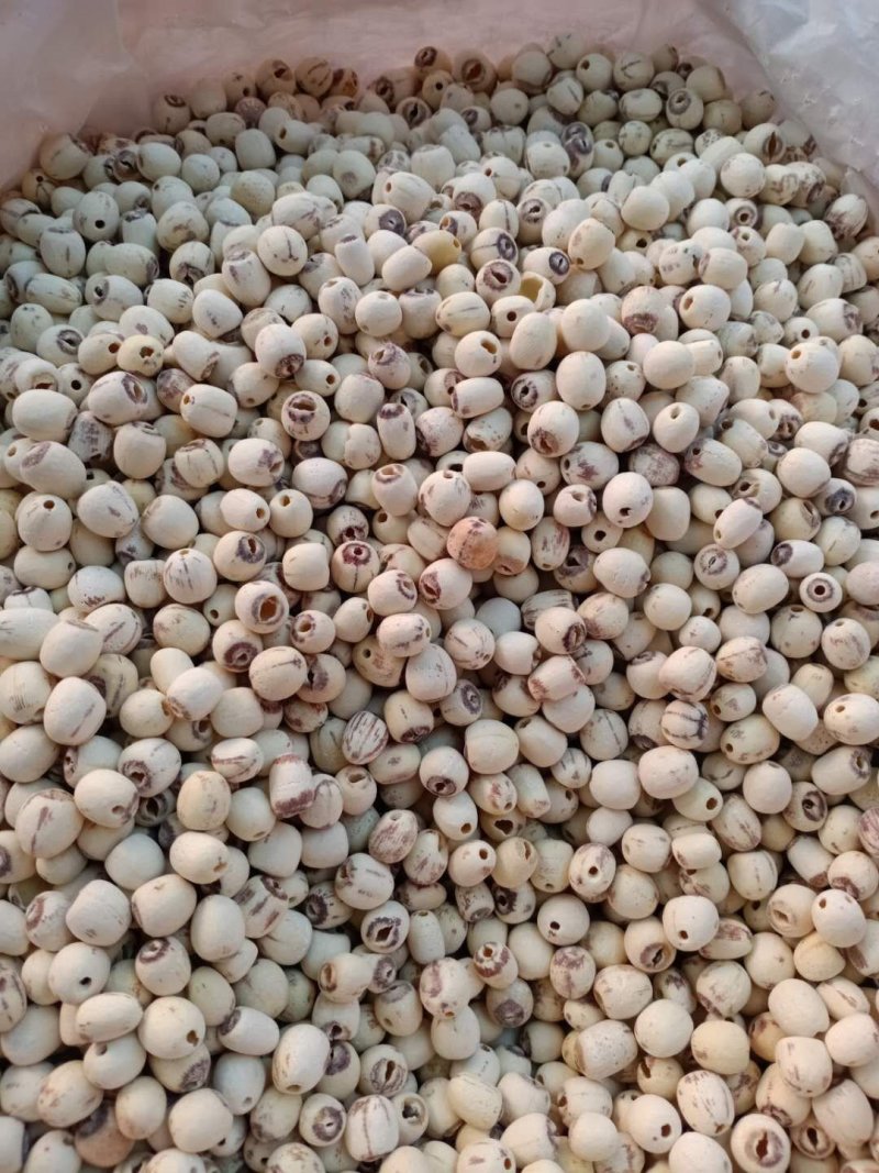 白莲子新莲子上市产地一手货源全国发货！整件物流包邮！