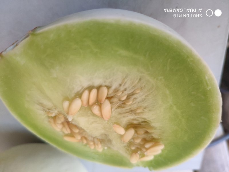 甜瓜网红瓜山东玉菇冰淇淋甜瓜口感软绵青皮绿肉带箱十斤