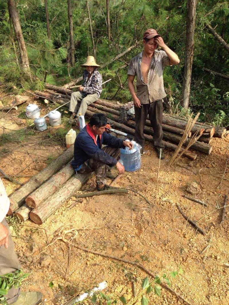 大量湿地松木桩，本地松木桩，批发欢迎新老客洽谈预定