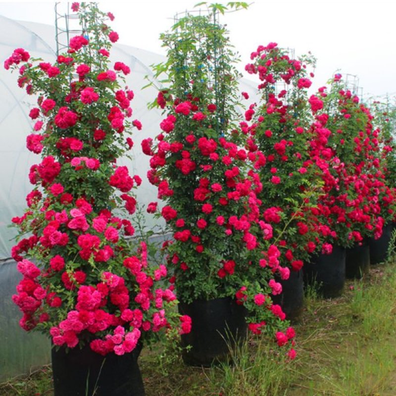 木香花苗黄木香苗红木香苗白木香苗可做拱门公园庭浓香爬藤