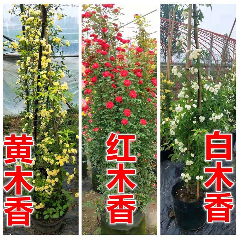 木香花苗黄木香苗红木香苗白木香苗可做拱门公园庭浓香爬藤