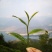 普洱茶生茶