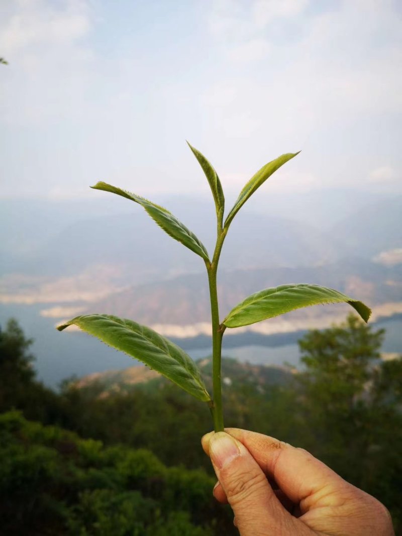 普洱茶生茶