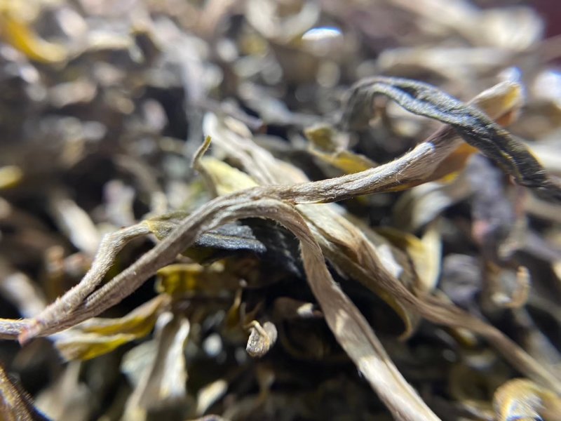 普洱茶生茶