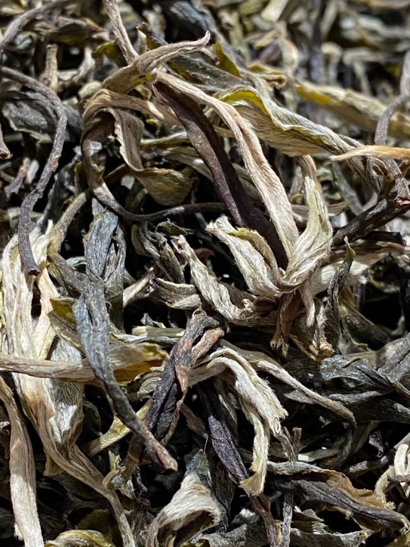 普洱茶生茶