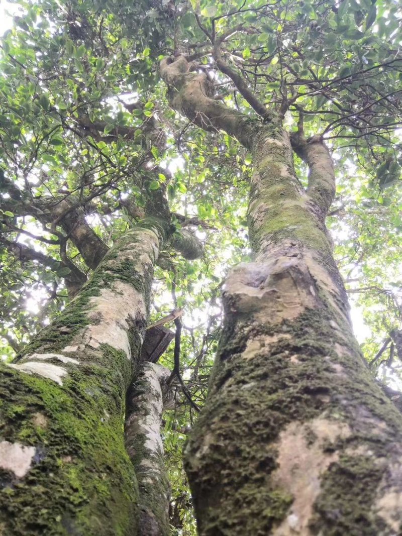 普洱茶生茶
