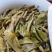普洱茶生茶