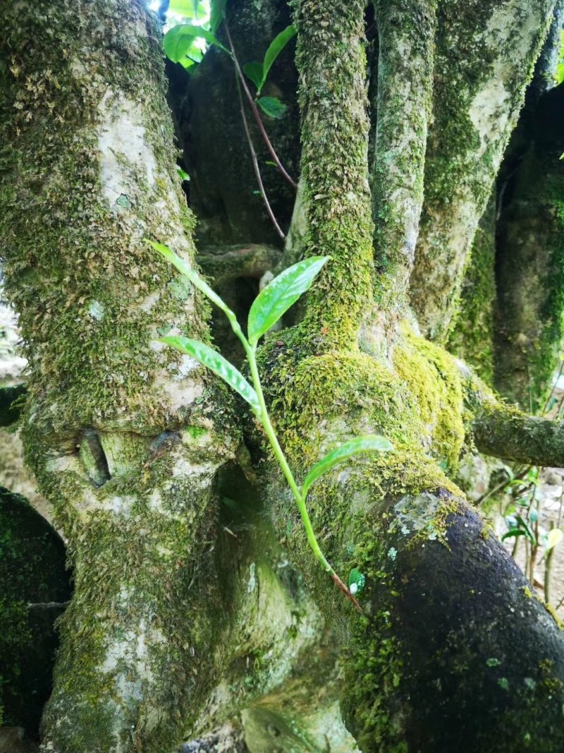 普洱茶生茶