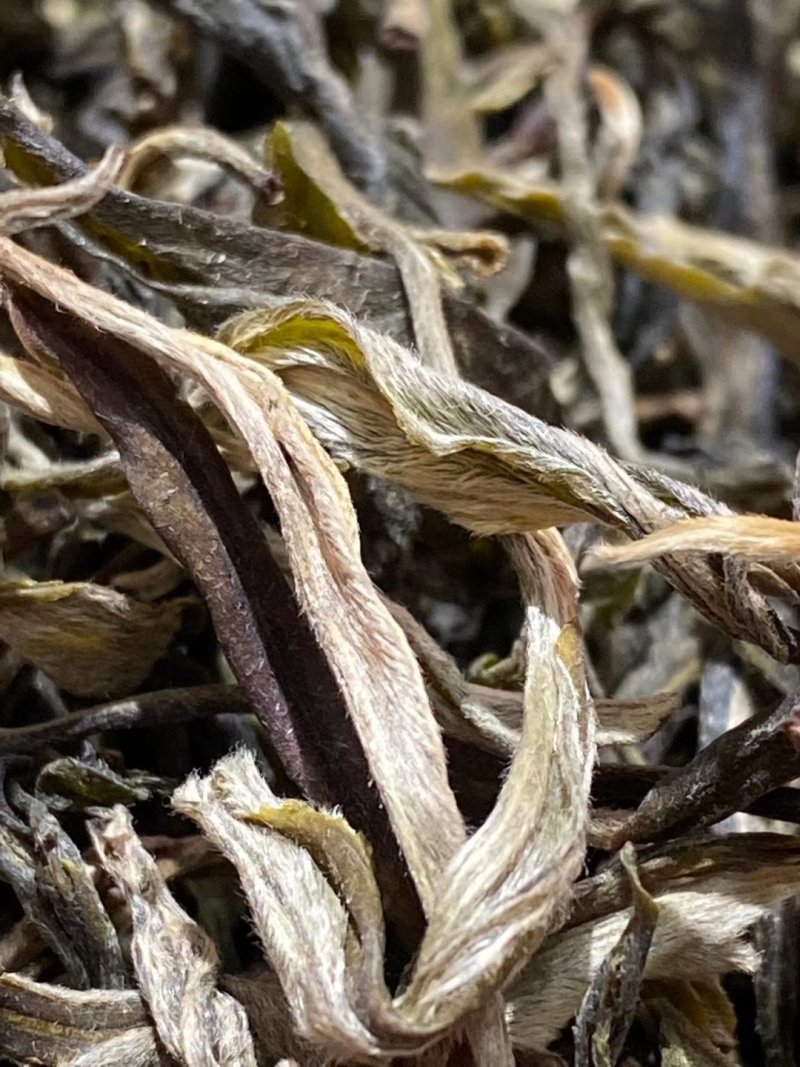 普洱茶生茶