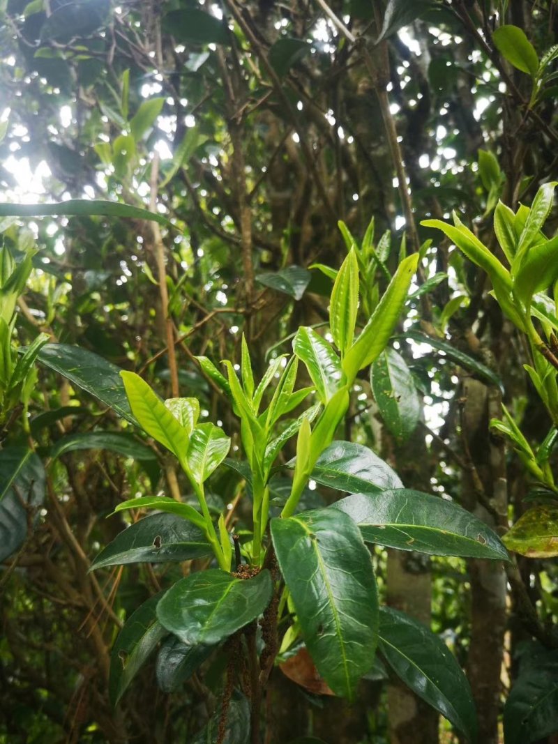 普洱茶生茶