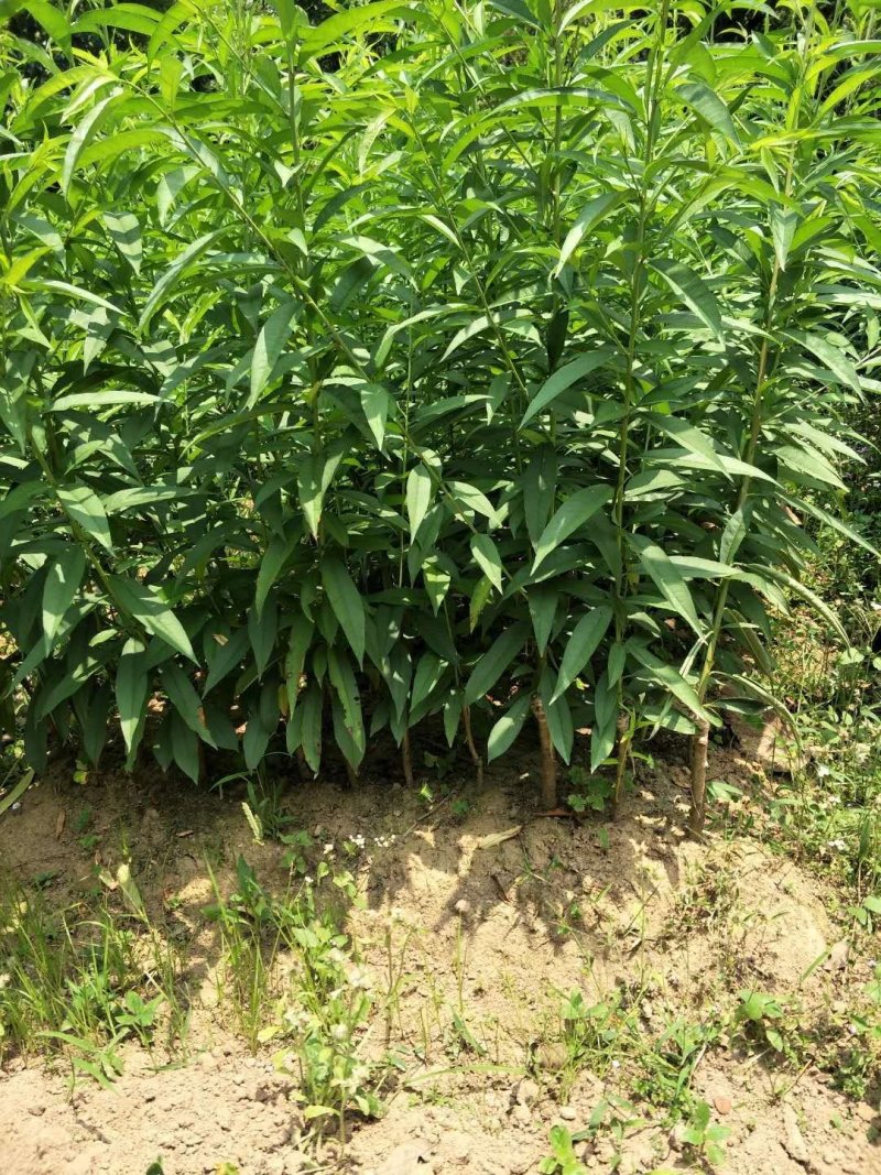 桃花苗，红桃花，粉红色，嫁接苗裸根，
