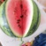 夏邑县万亩大棚直生苗8424西瓜开始大量上市