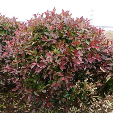 红叶石楠球红叶石楠苗红叶石楠