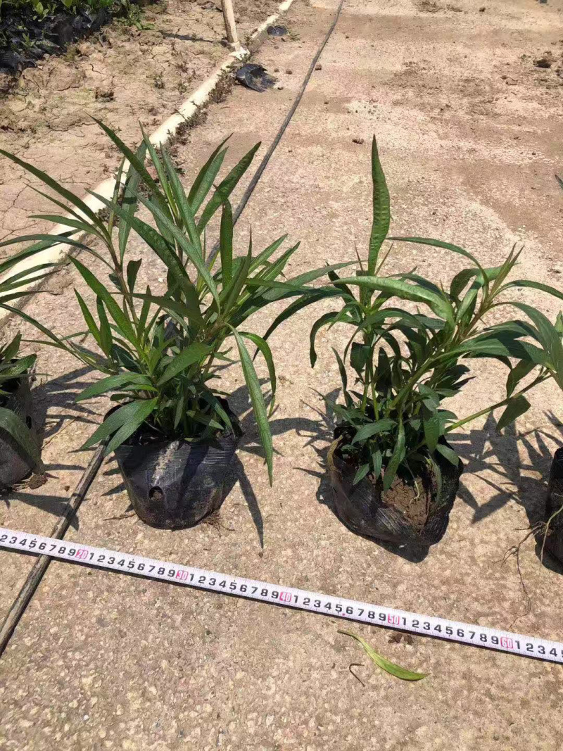 大量出售3斤袋、7斤袋翠芦莉，货源充足，价格美丽