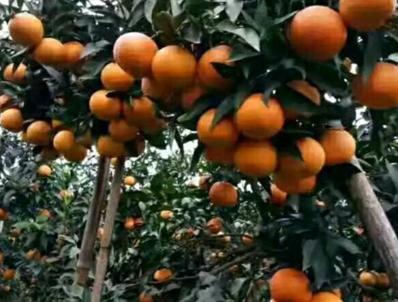 正宗无核沃柑091，免费管理技术指导