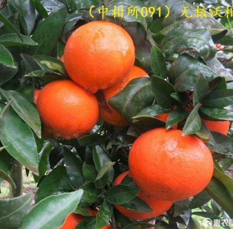 正宗无核沃柑091，免费管理技术指导