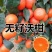 正宗无核沃柑091，免费管理技术指导