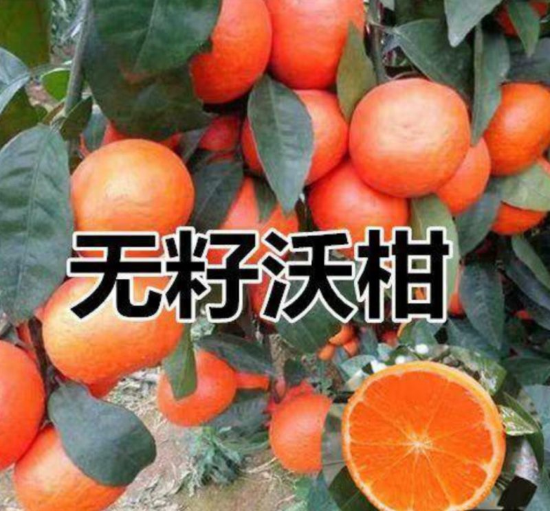 正宗无核沃柑091，免费管理技术指导