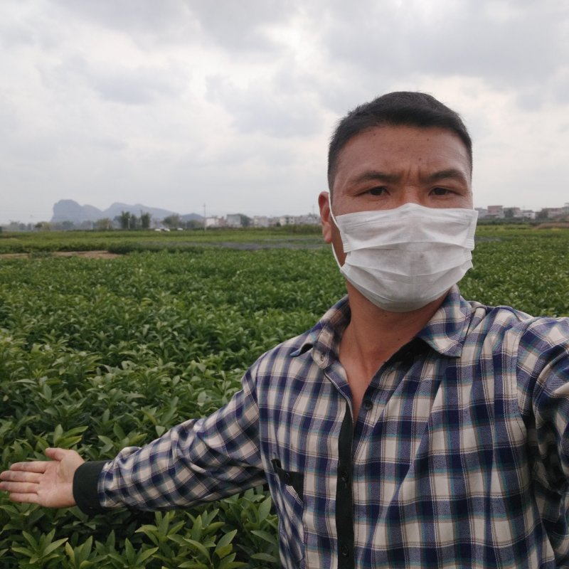正宗无核沃柑091，免费管理技术指导