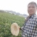 正宗无核沃柑091，免费管理技术指导