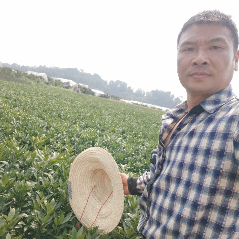 正宗无核沃柑091，免费管理技术指导