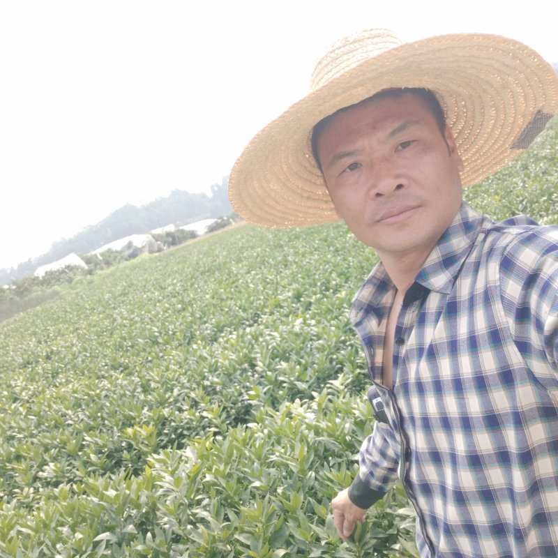 正宗无核沃柑091，免费管理技术指导
