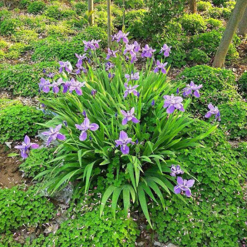庭院绿化苗鸢尾苗蝴蝶兰苗蓝花鸢尾苗盆栽地栽花卉植物绿植