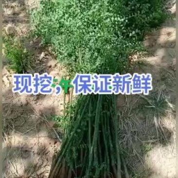国槐苗自家国槐，满10棵包邮国槐树苗国槐苗国槐小苗槐树苗