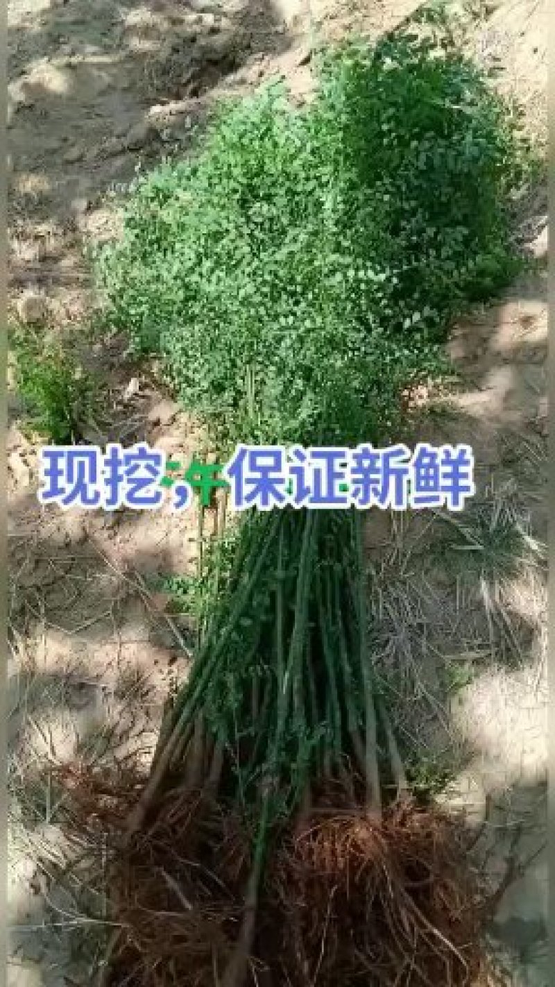 国槐苗自家国槐，满10棵包邮国槐树苗国槐苗国槐小苗槐树苗