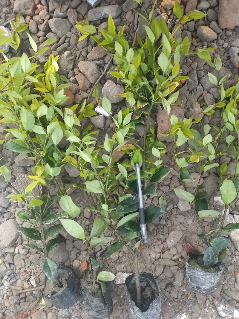 金森女贞，裸根色块，小杯，大杯，毛球