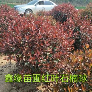 槐树🌲金叶复叶戚，高低杆石楠树，石楠球，大叶女贞，等