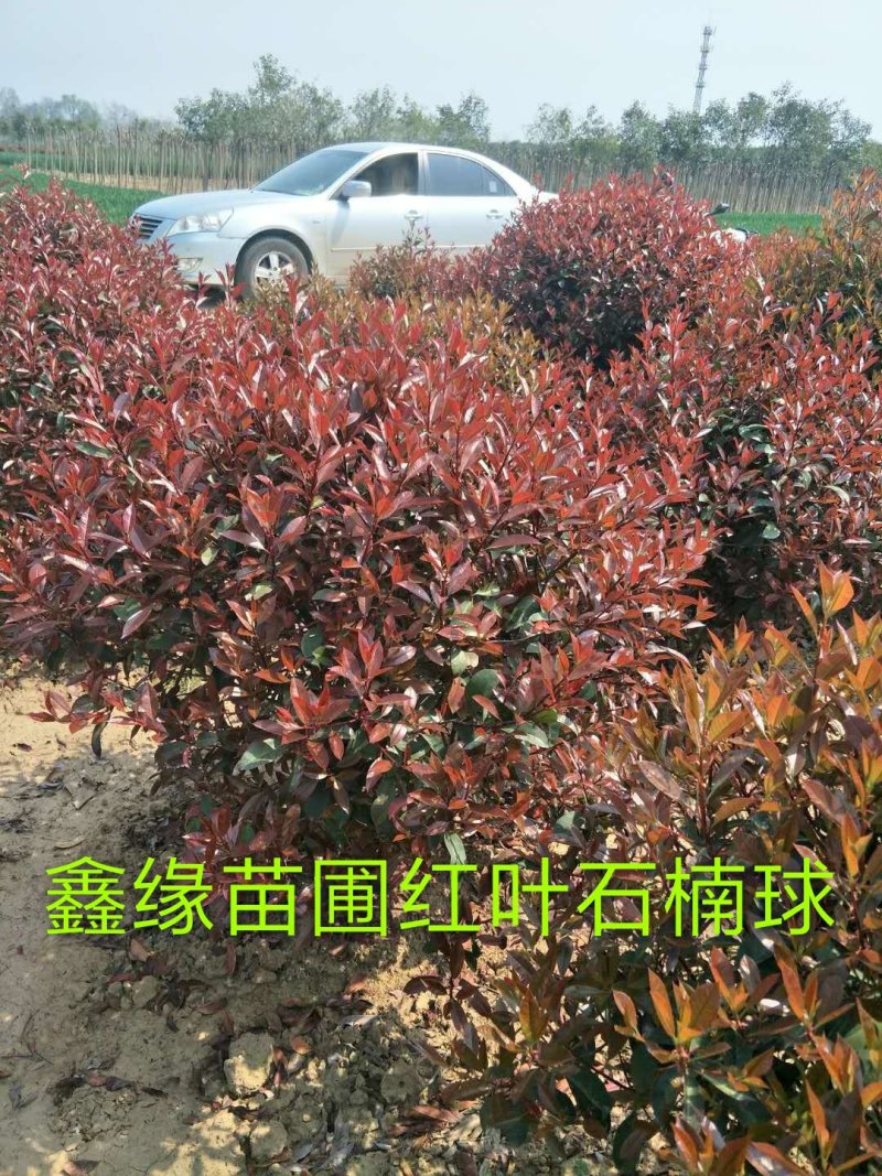 槐树🌲金叶复叶戚，高低杆石楠树，石楠球，大叶女贞，等