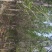 水杉树，7_8_9_10公分