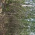 水杉树，7_8_9_10公分