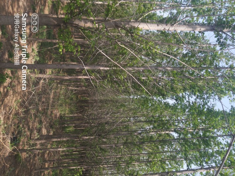 水杉树，7_8_9_10公分