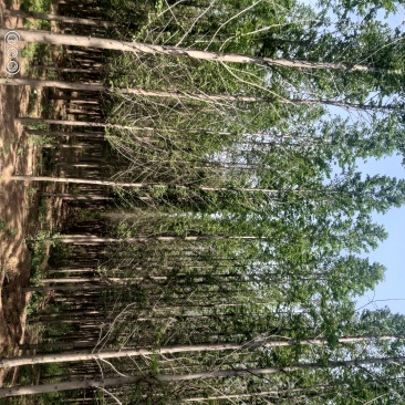 水杉树，7_8_9_10公分