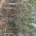 水杉树，7_8_9_10公分