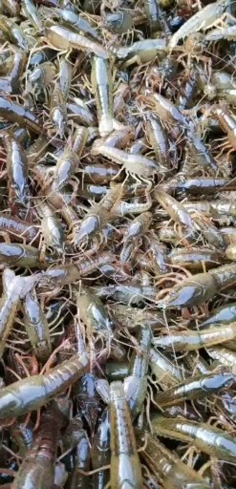 虾苗盱眙龙虾苗塘口青苗直供技术指导实地考察机打发票