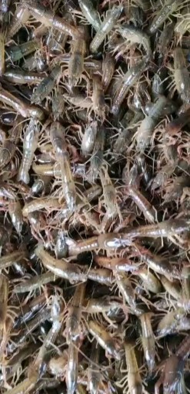 虾苗盱眙龙虾苗塘口青苗直供技术指导实地考察机打发票