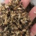 干洋槐花野生河南选货