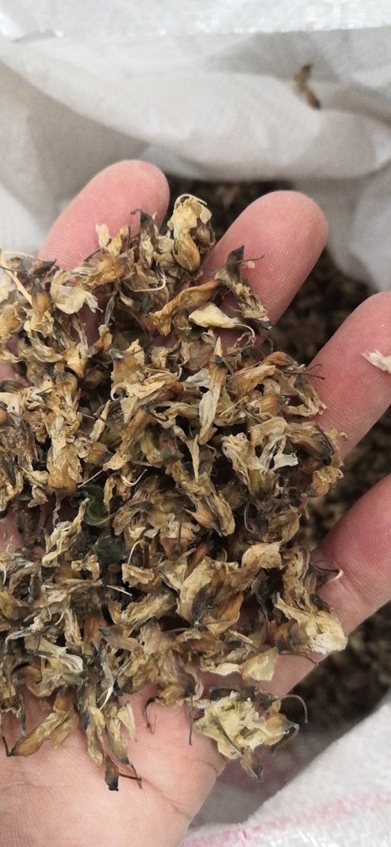 干洋槐花野生河南选货
